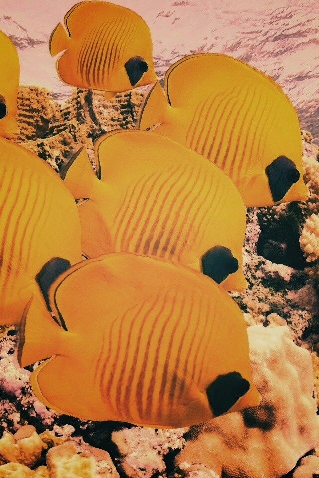 Желтые рыбки обои