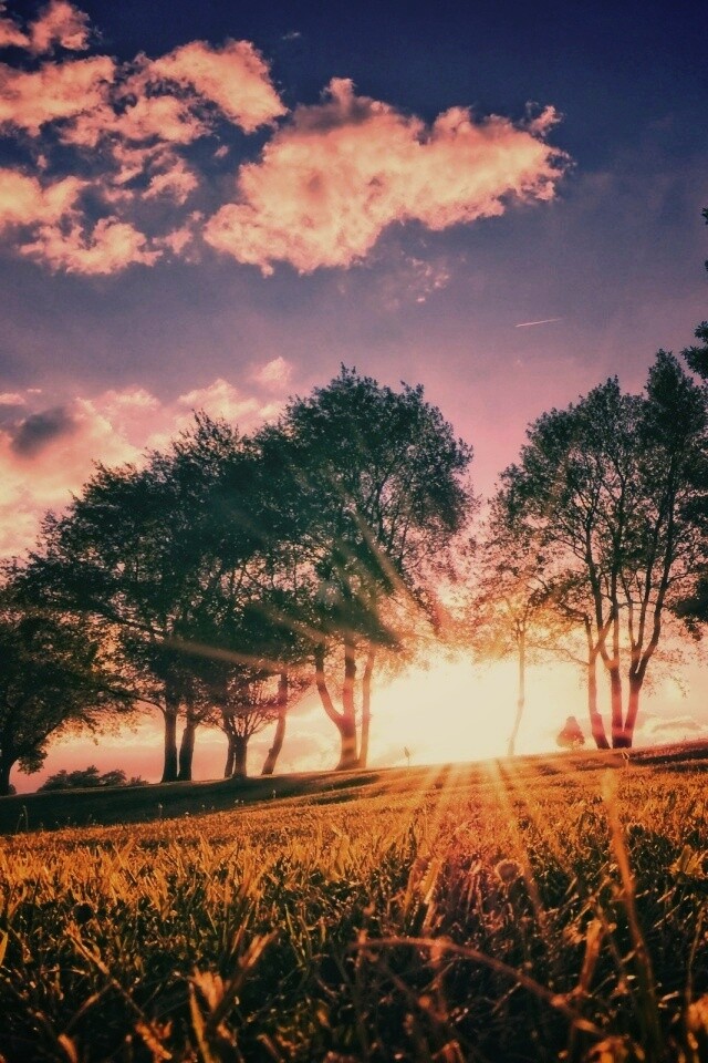 Лучи солнца на траве обои