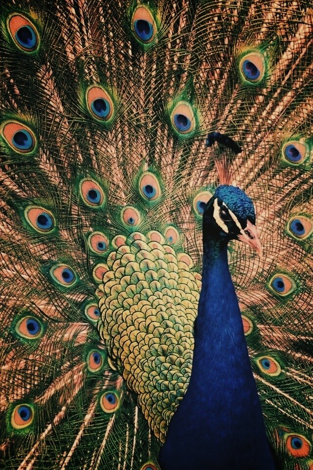Красивый павлин обои