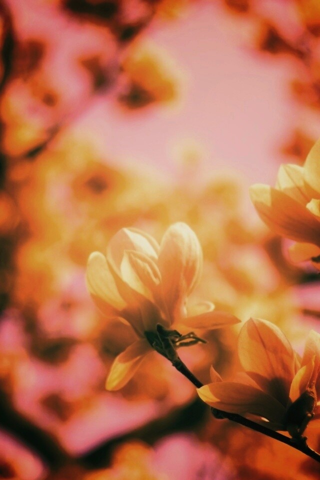 Желтые цветы распустились обои