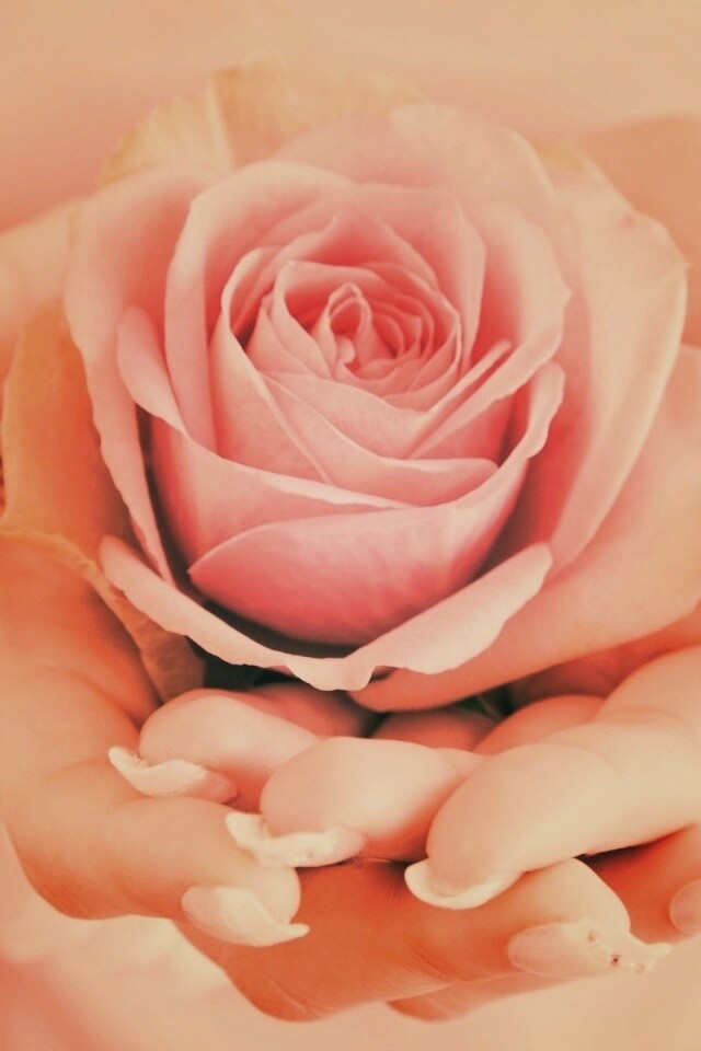 Роза в женских руках обои