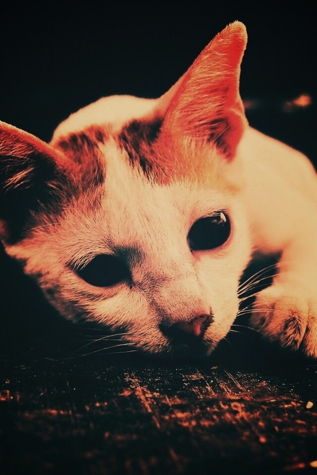 Белый кот на черном полу обои