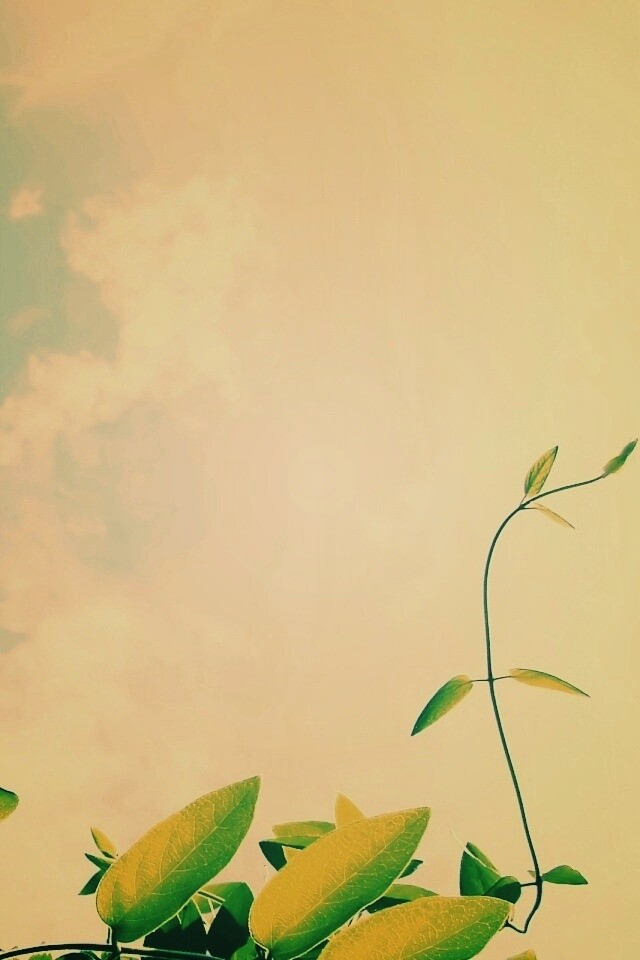 Зеленые ветви на фоне голубого неба обои