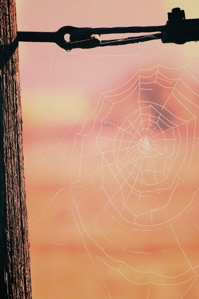 Паутина 51 обои