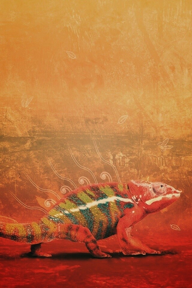 Хамелеон обои