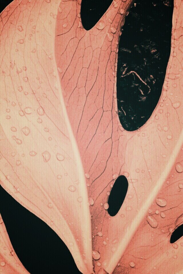 Белый лист обои