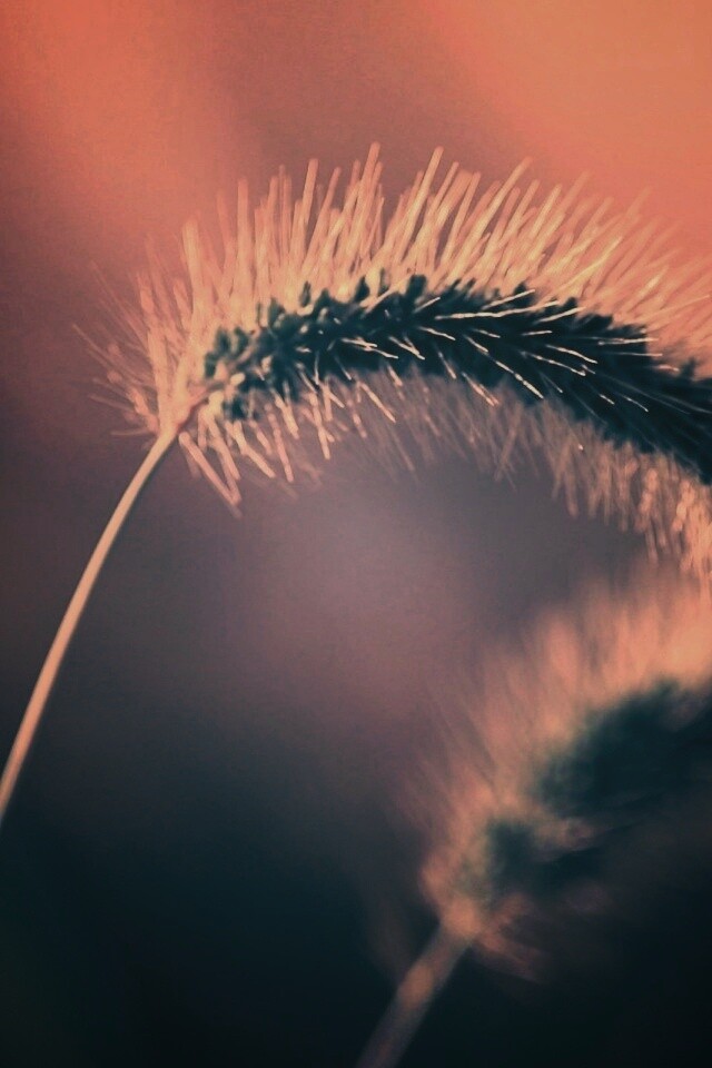 Травинка обои