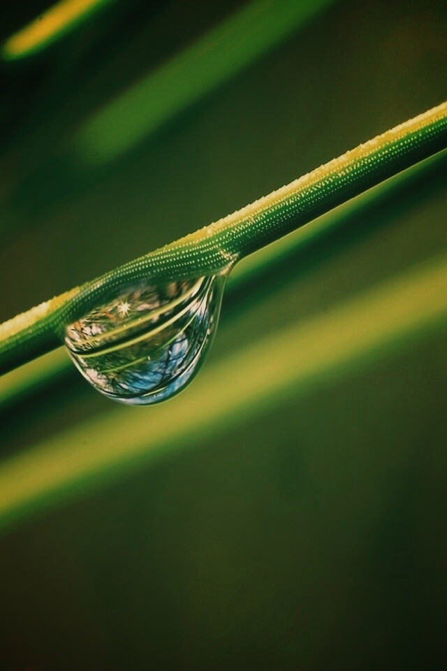 Капелька воды на стебле обои