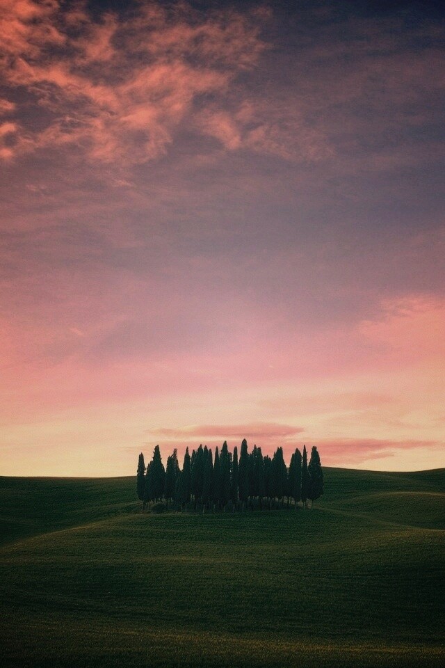 Обособленная рощица обои