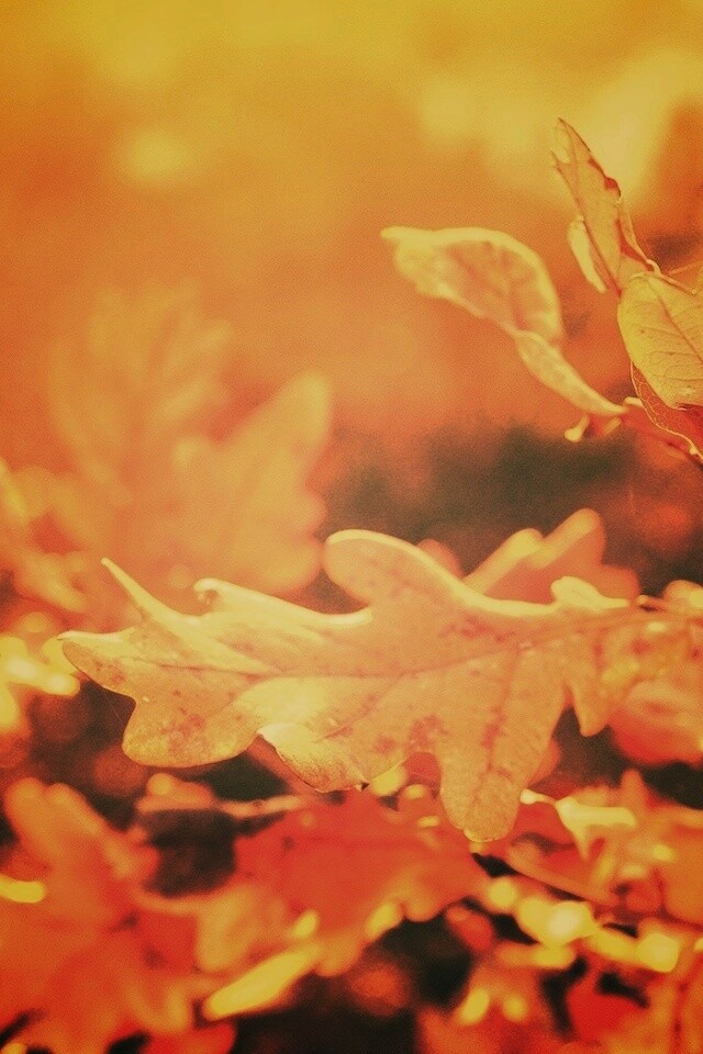 Дубовые листья обои