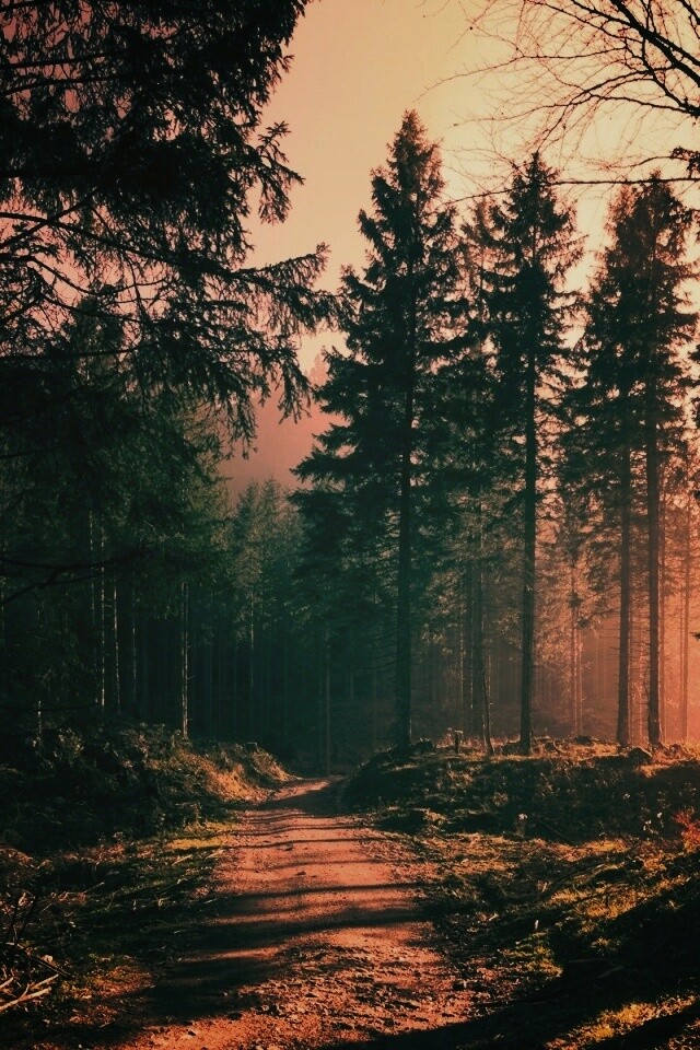 Лесная дорога обои