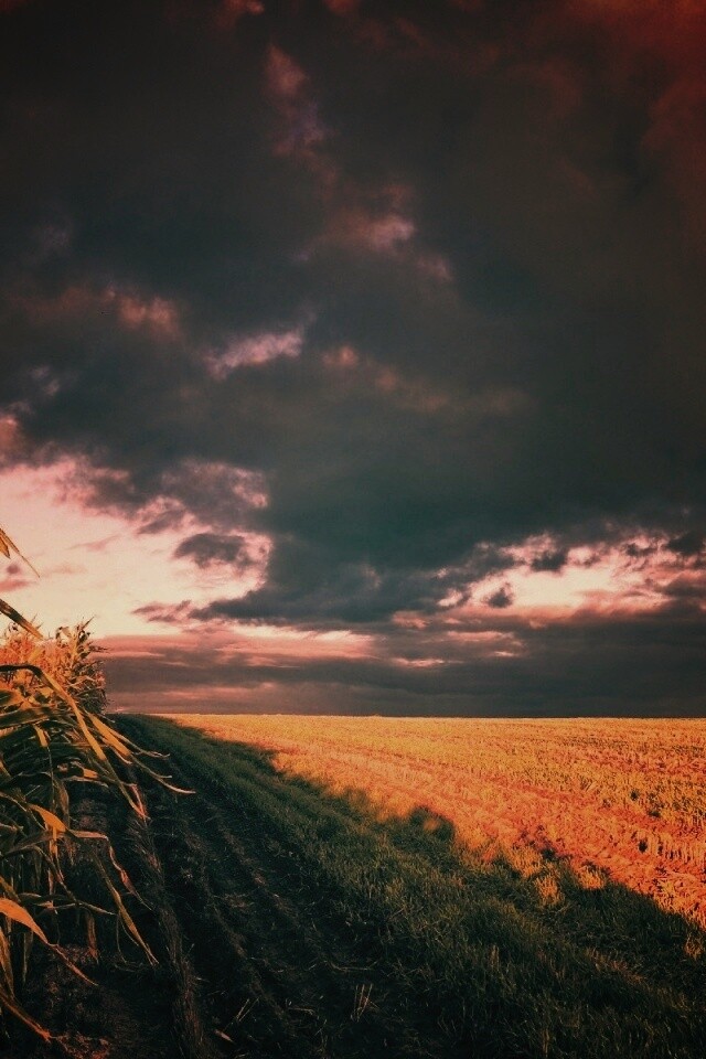 Кукурузное поле обои