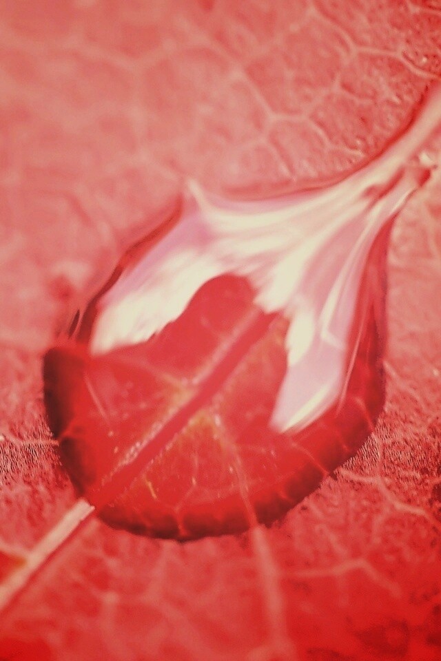 Две капли на красном листке обои