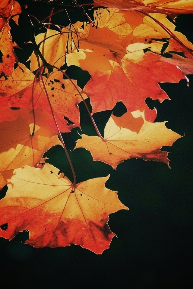 Колоритные осенние листья обои