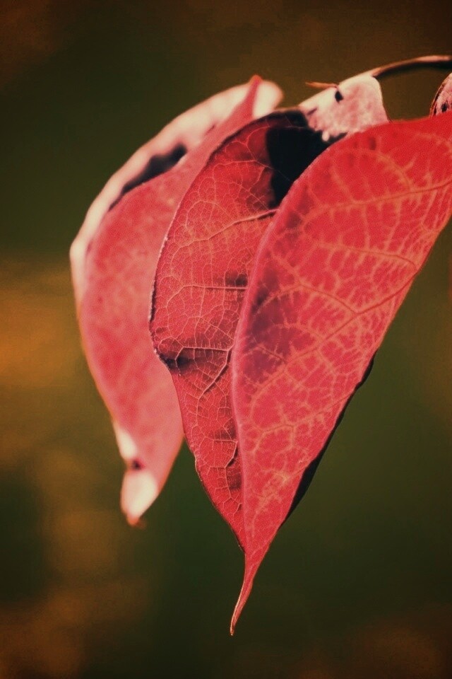 Ветка красных листьев обои