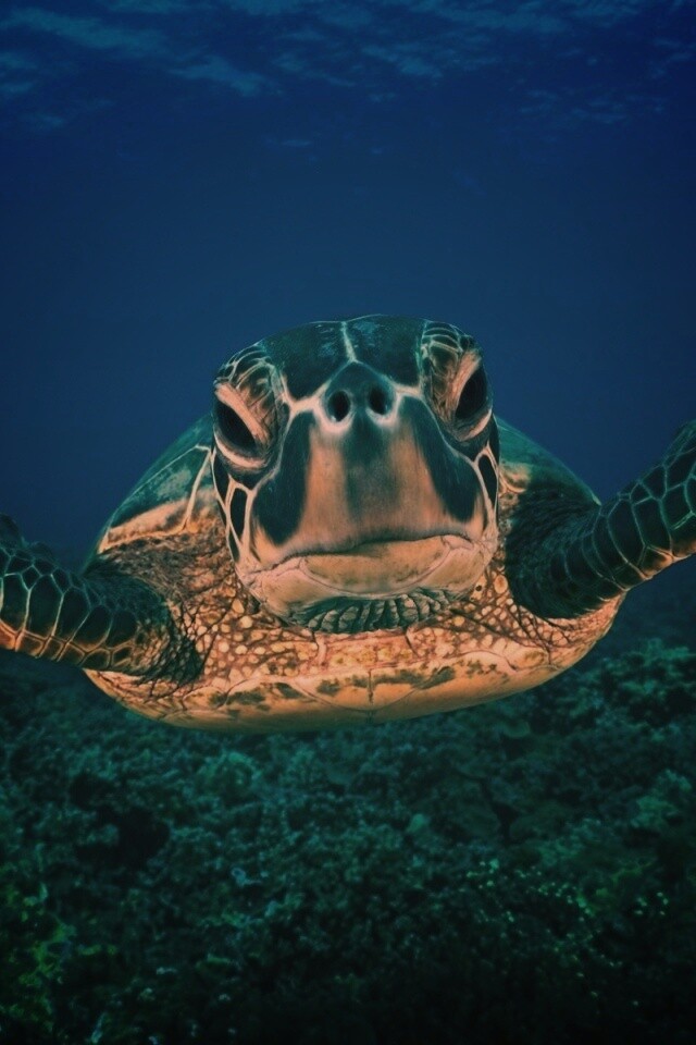 Морская черепаха обои