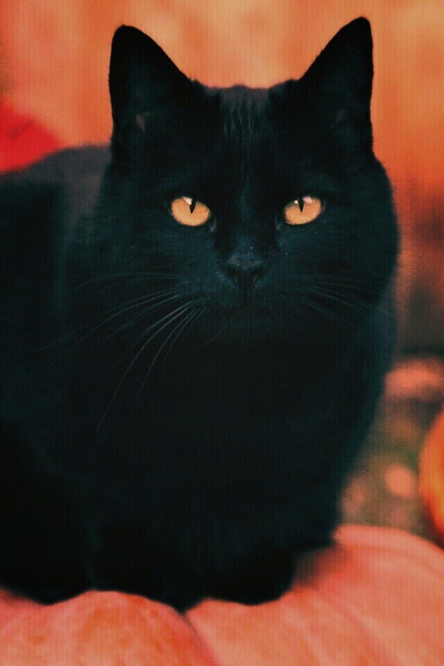 Чёрный кот на тыкве обои