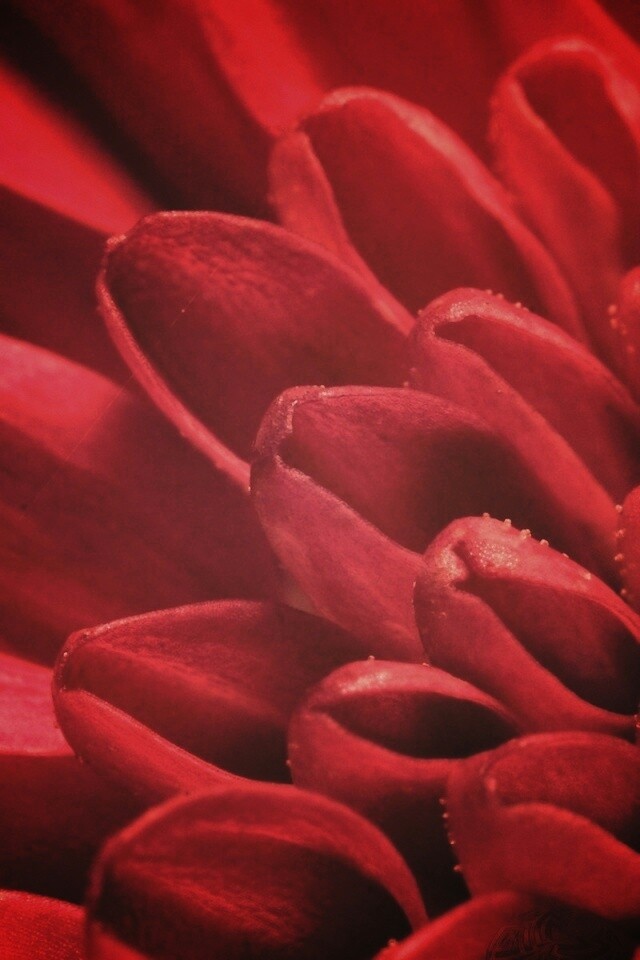 Лепестки хризантемы обои