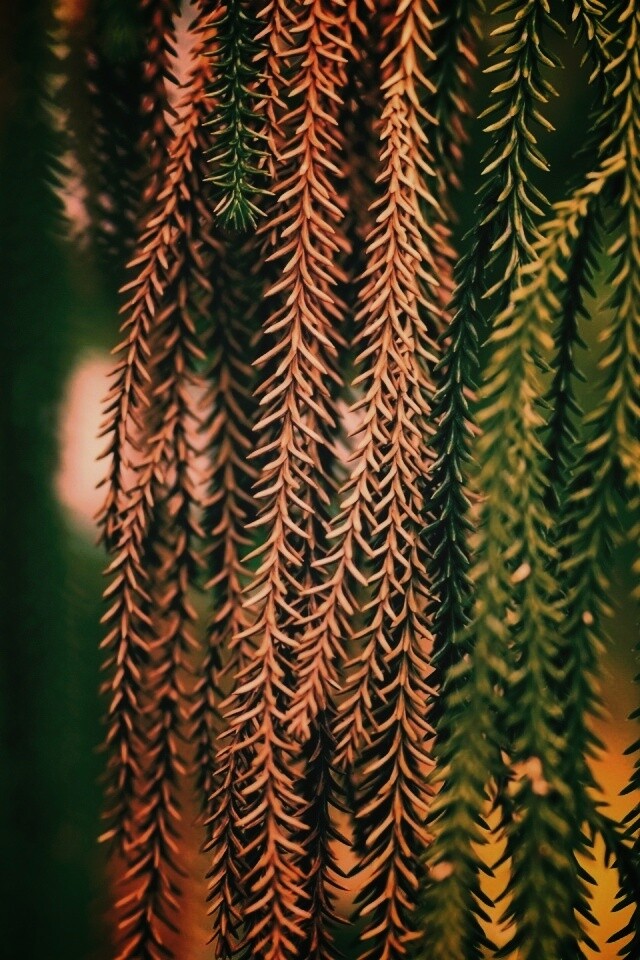 Зеленые колючки обои