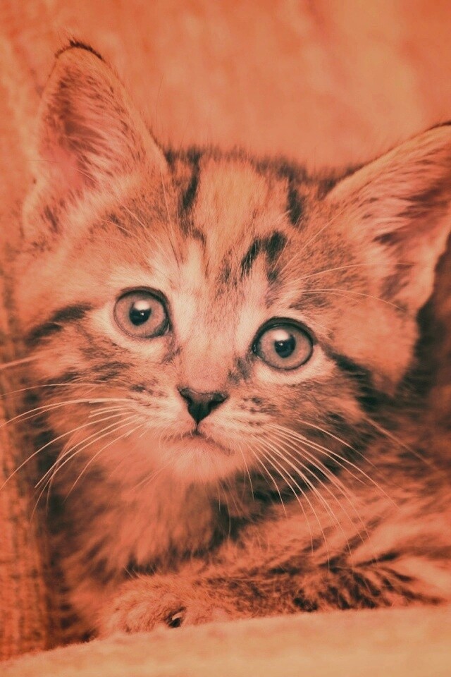 Милый маленький котенок обои