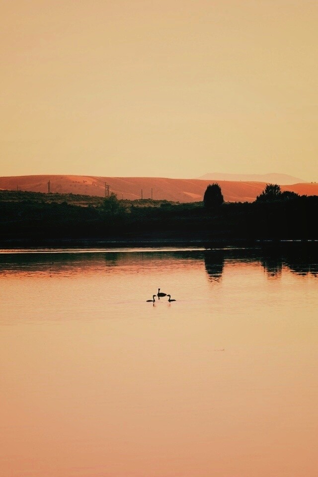 Утиное озеро обои