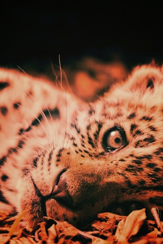Гепард котенок обои