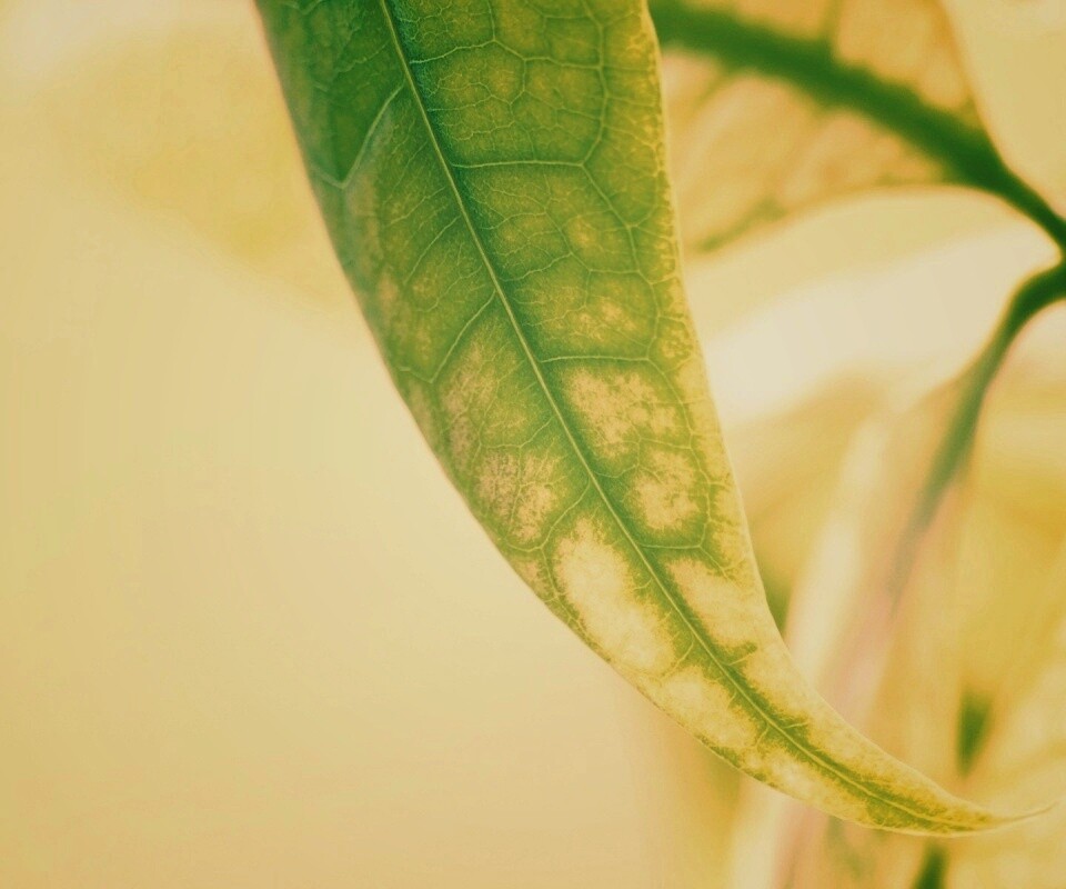 Зеленый листок обои