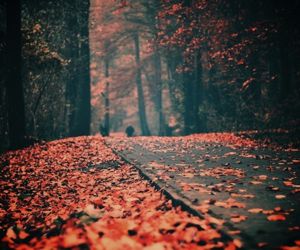 Осенняя дорога обои