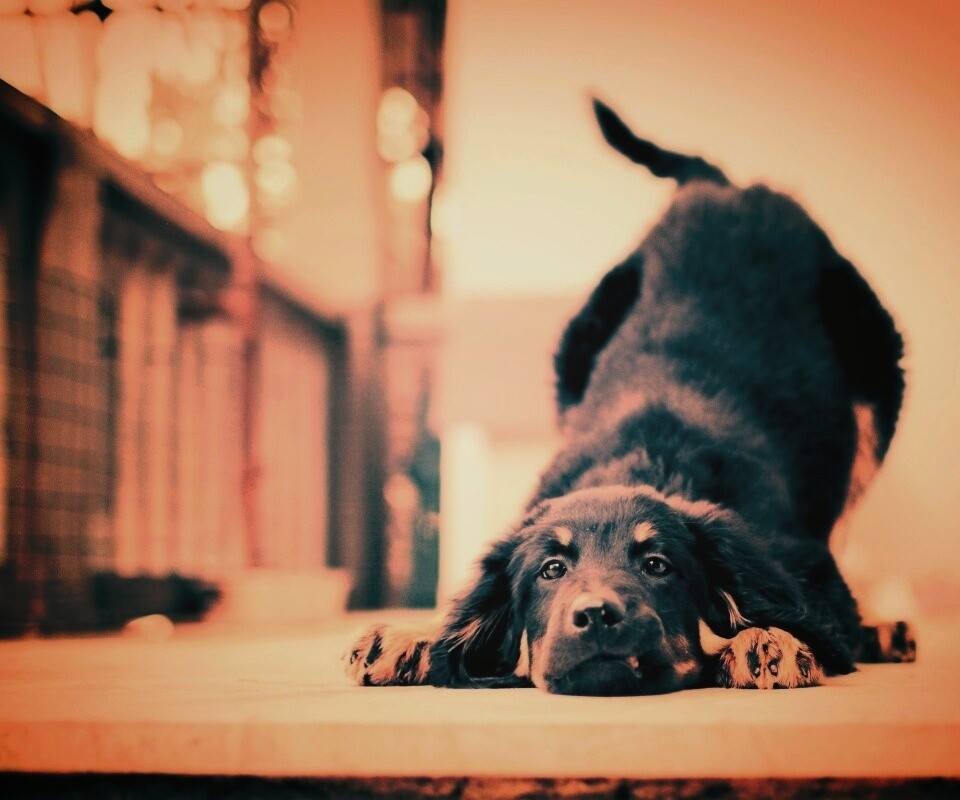 Игривый пес обои