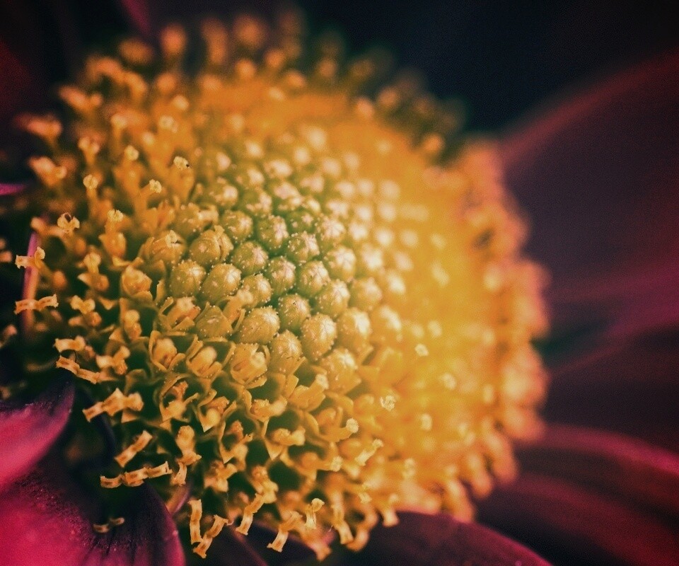 Цветок обои