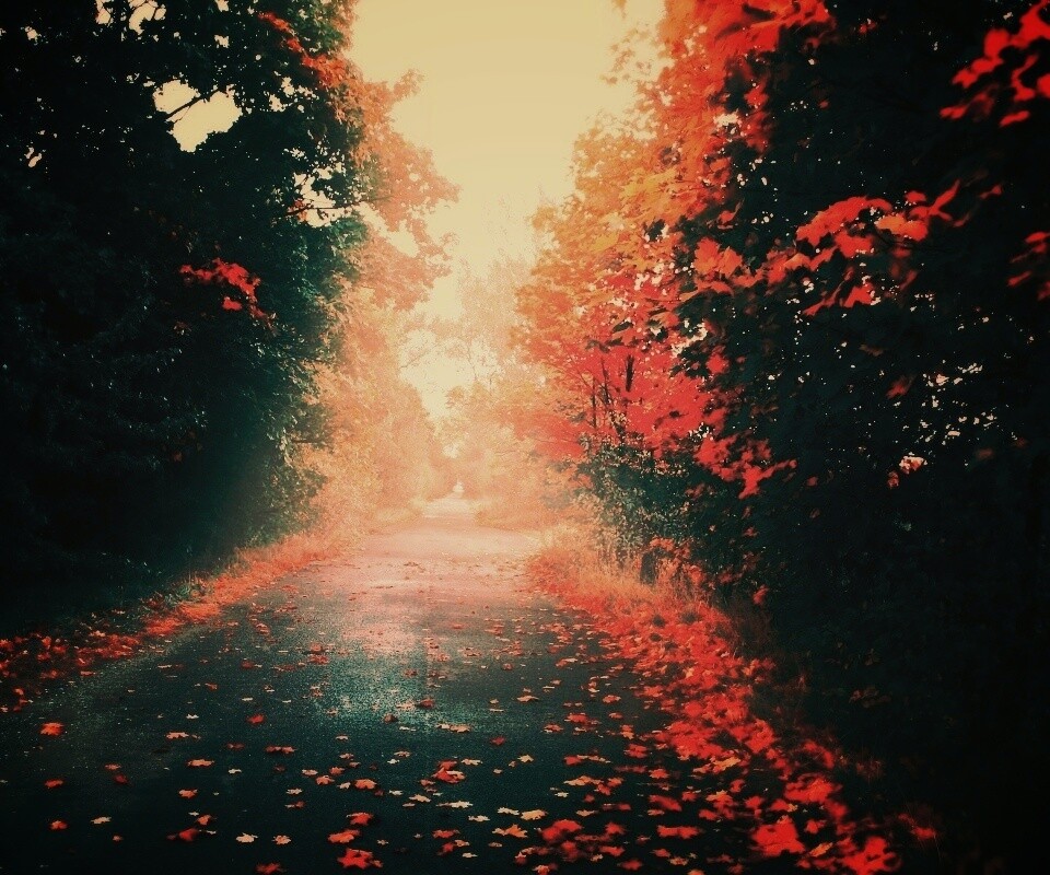 Желтая дорога обои