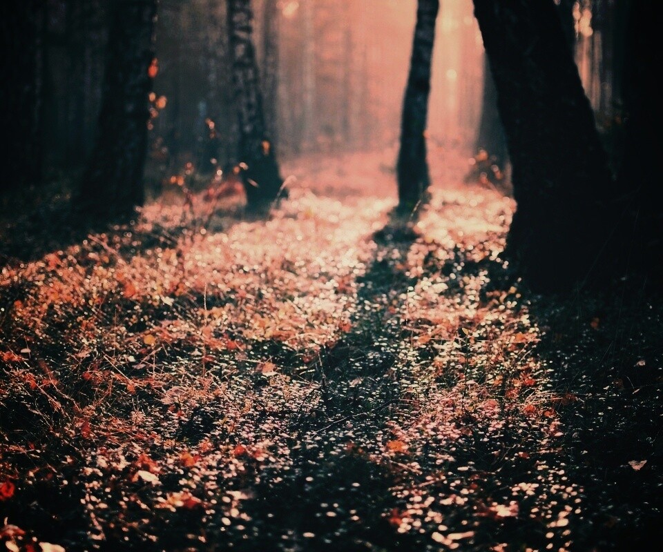 Лесная земля обои