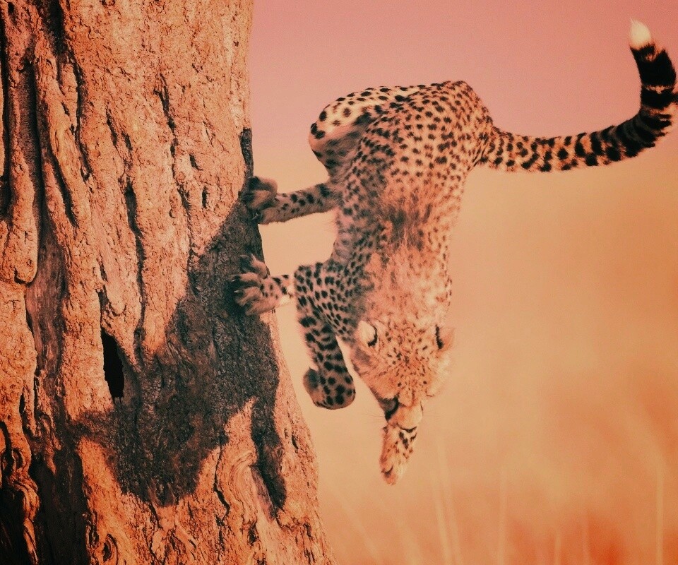 Скалолаз обои