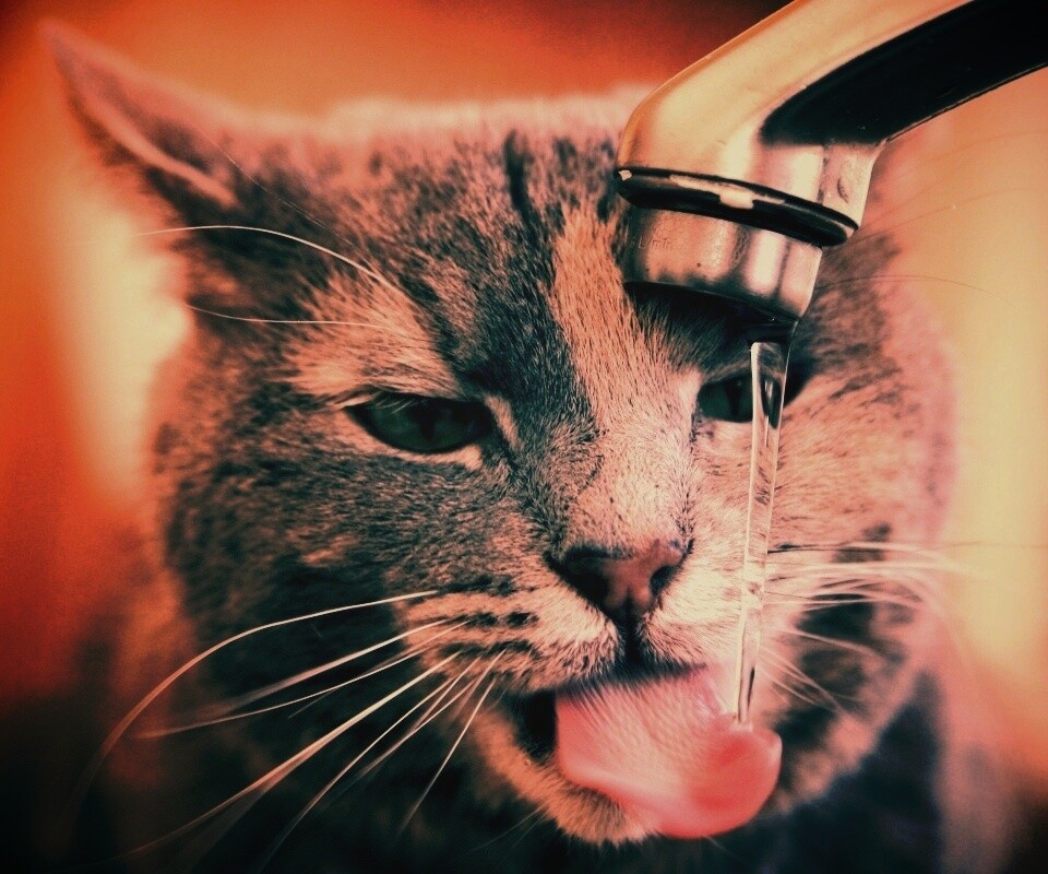Кот пьет из под крана обои