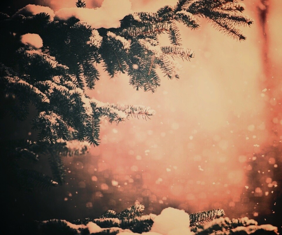 Еловые лапы в снегу обои