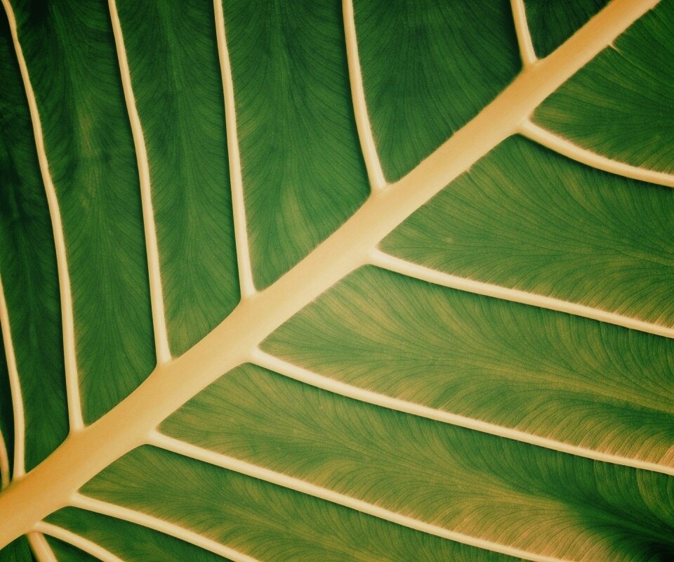 Пальмовый лист обои