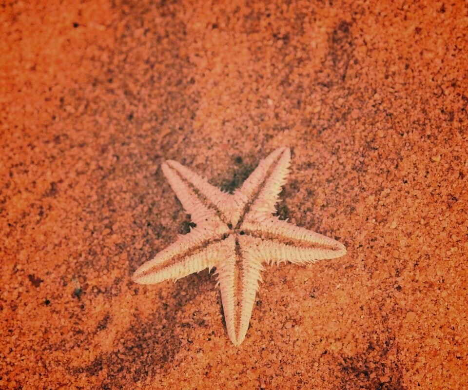 Морская звезда на песке обои