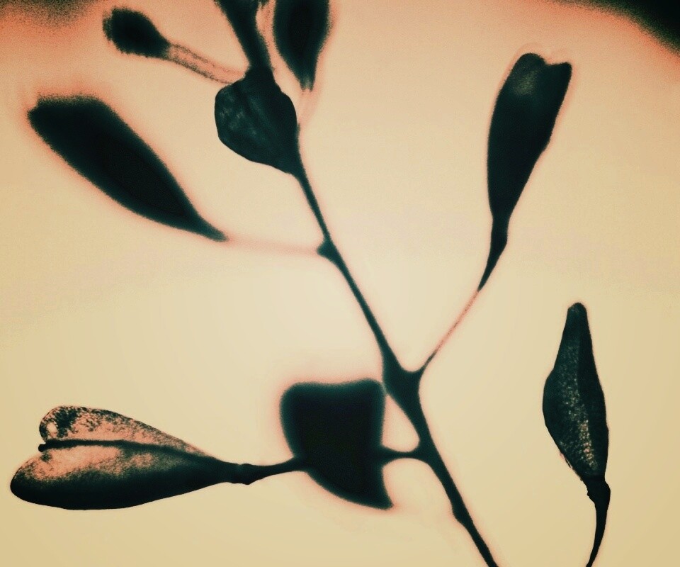 Усыхающие листья обои