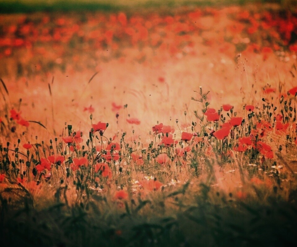 Маковое поле обои