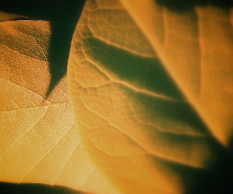 Свет на листве обои