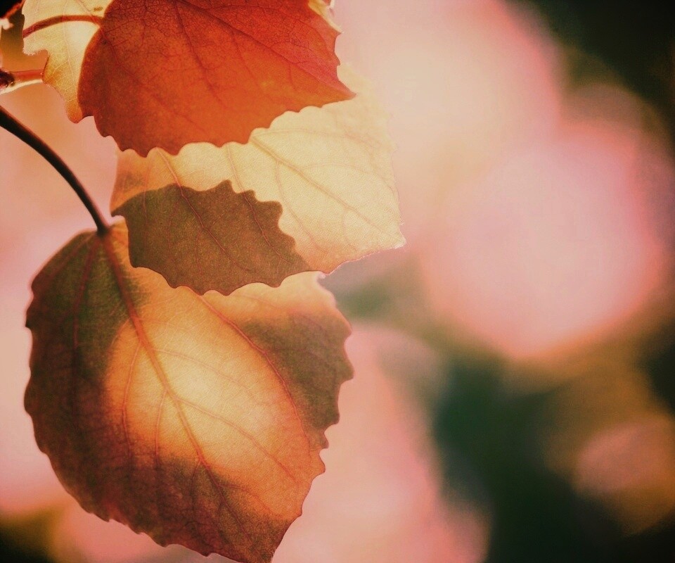 Макро фото осенней листвы обои
