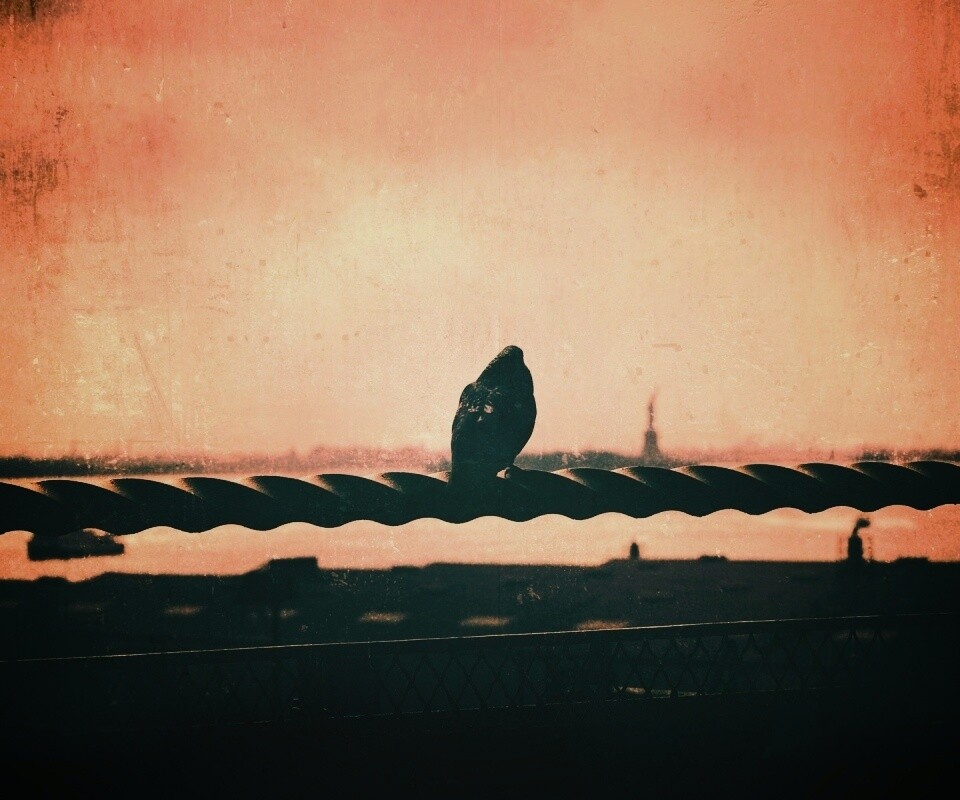 Голубь в Нью-Йоркских доках обои