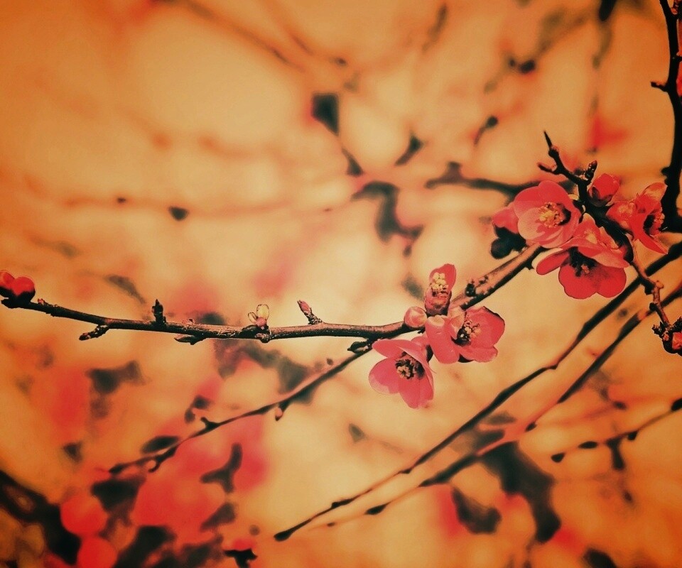 Весеннее цветение обои