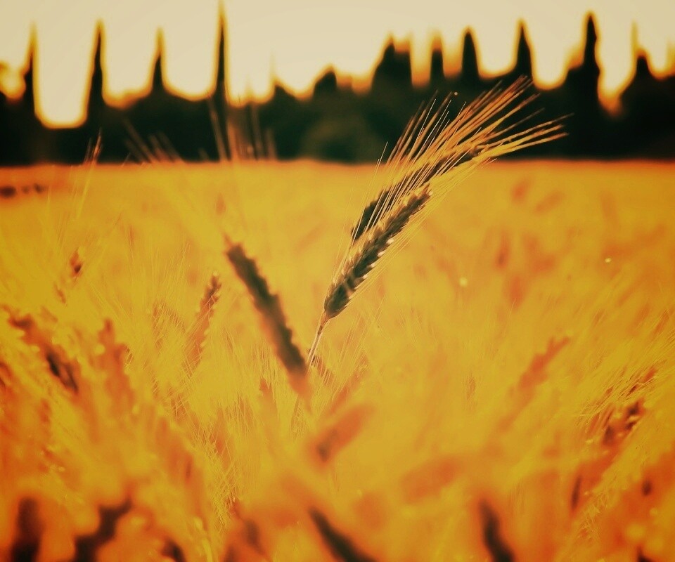 Пшеничное поле обои