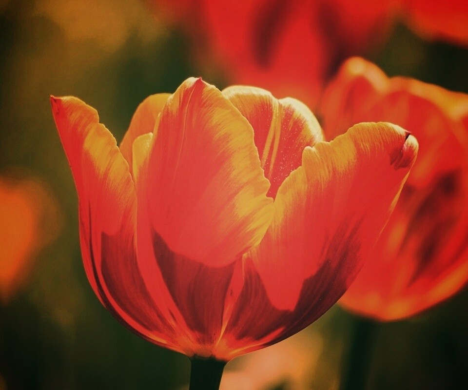 Красно-желтый тюльпан обои