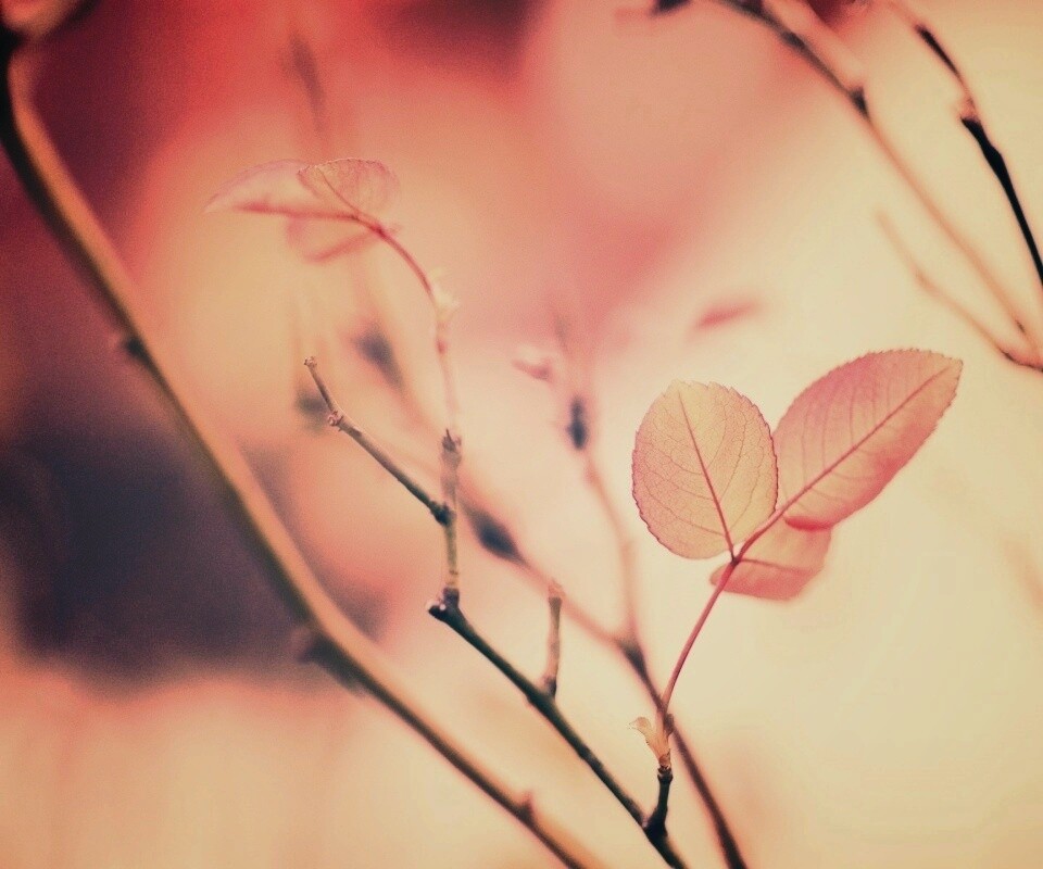 Красные листики обои