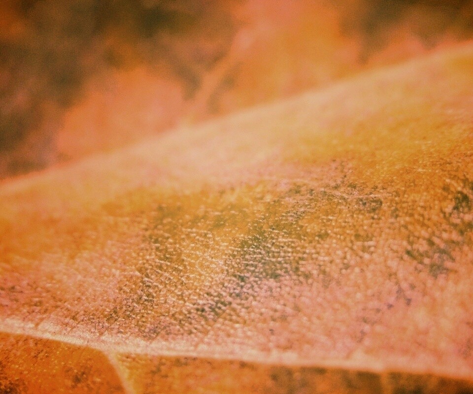 Повехность листа обои