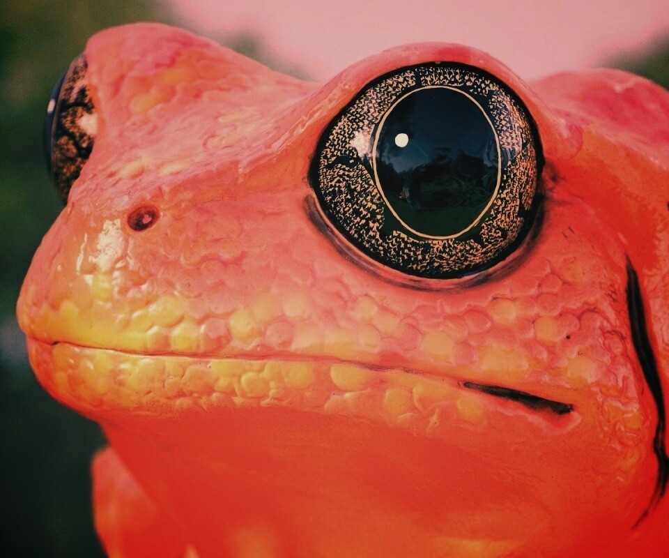 Красная лягушка обои