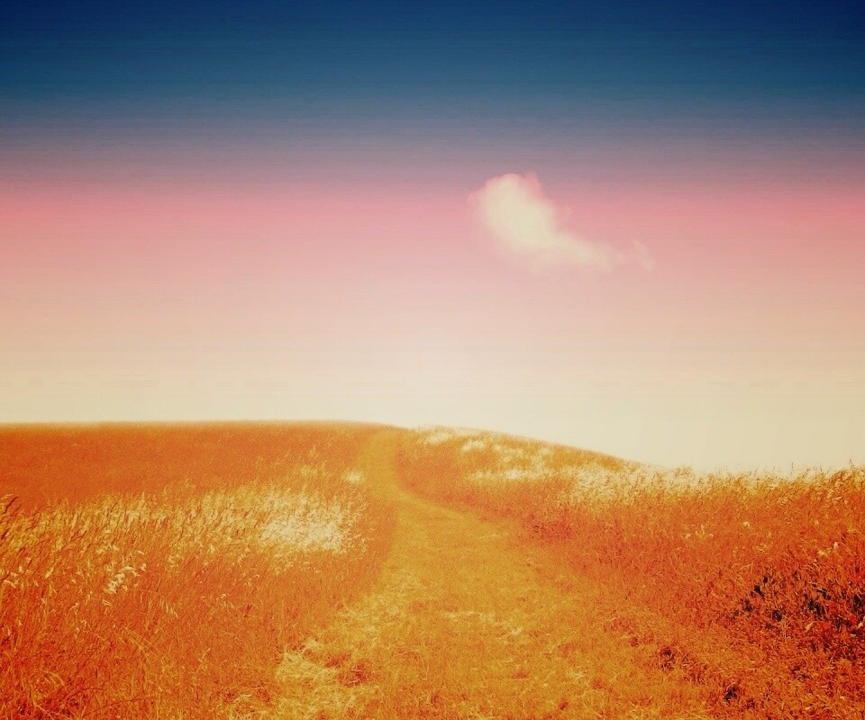 Золоте поле обои