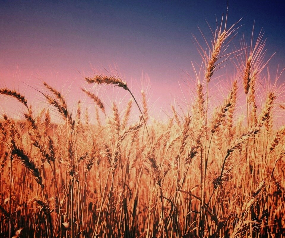 Пшеничные колосья обои